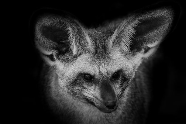 otocyon