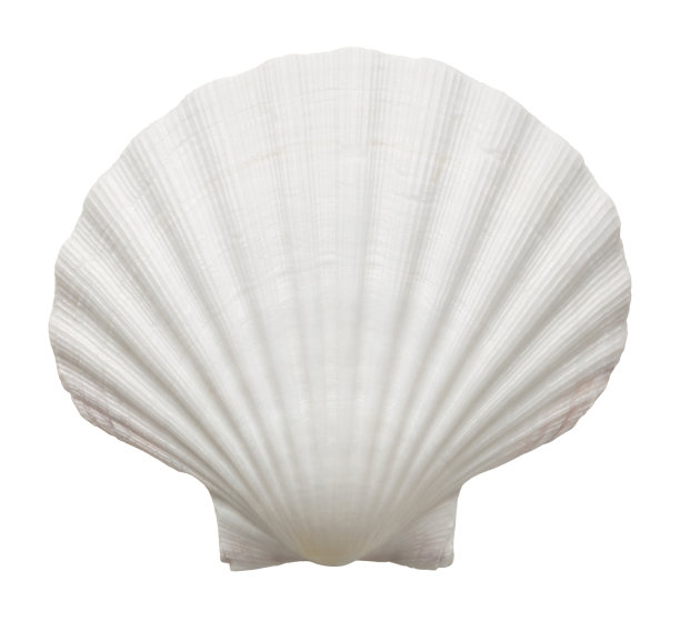 shells