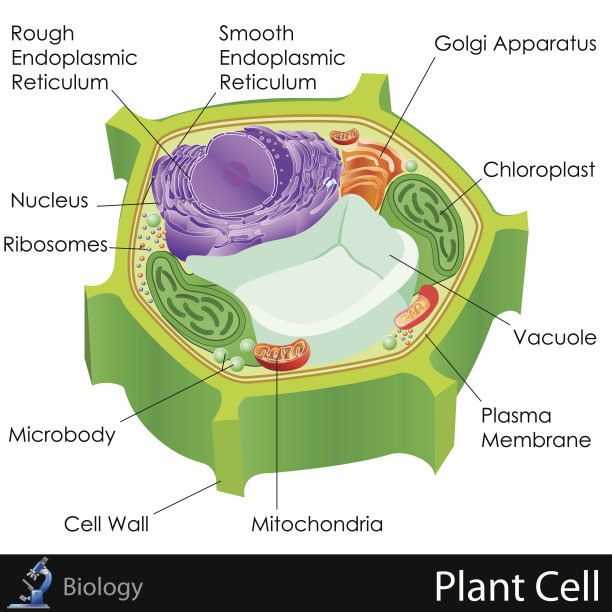 cells