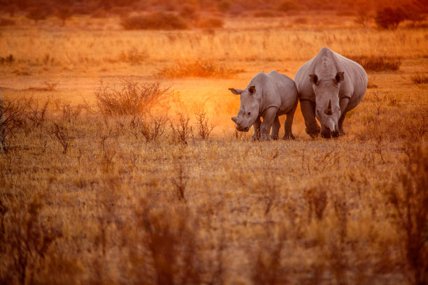 非洲动物,非洲大草原