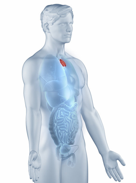 thymus