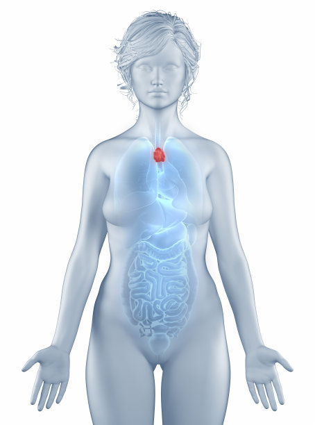 thymus
