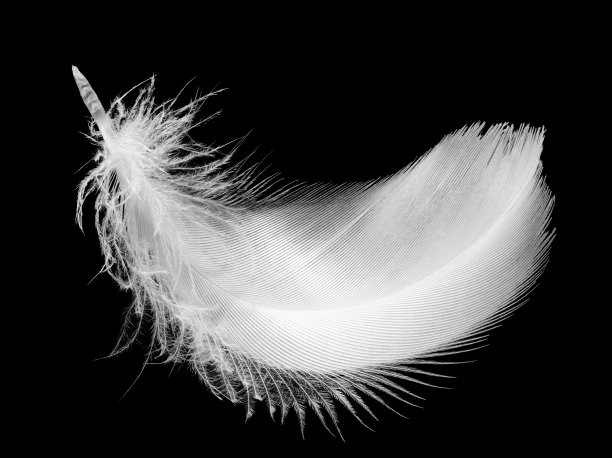 feather