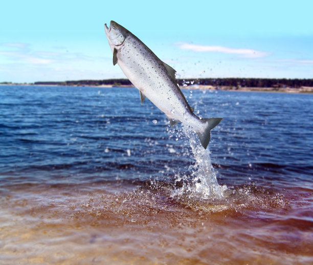 salmo