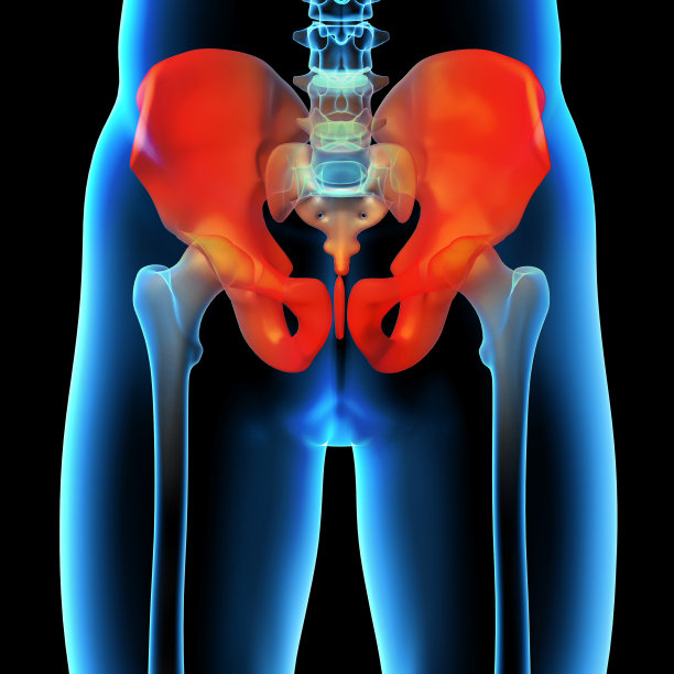 pelvis