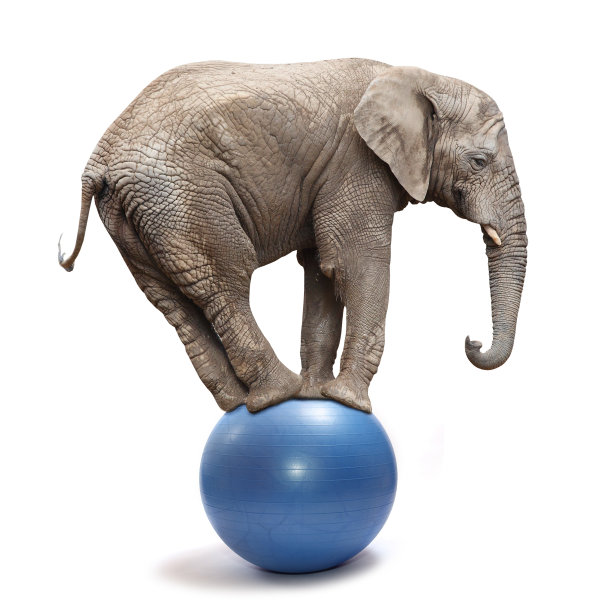elephant