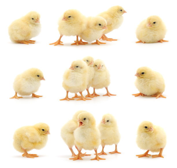 chick