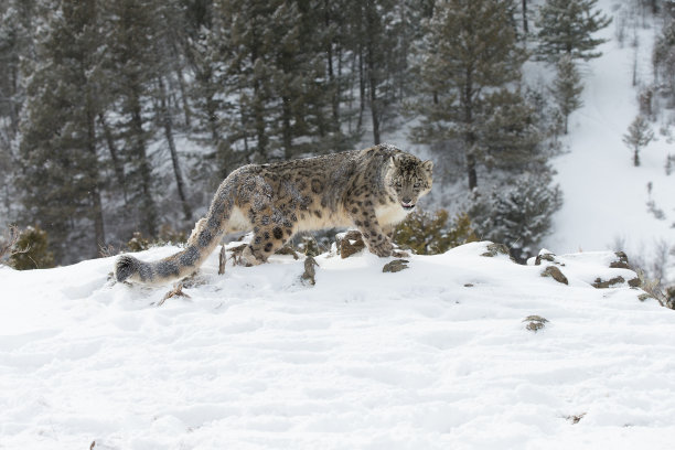 雪豹野性