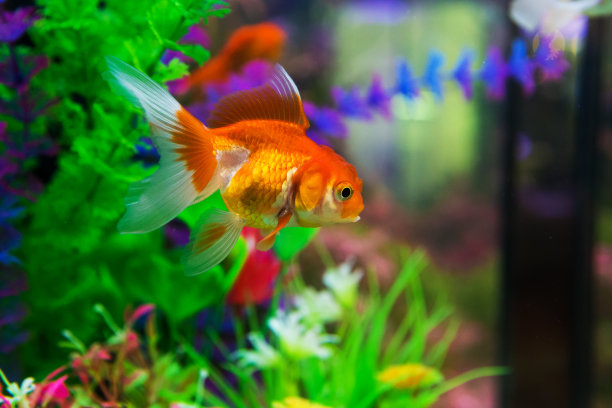 aquarium