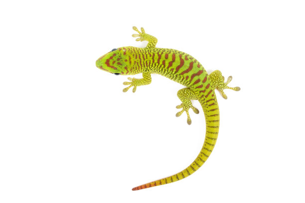 phelsuma