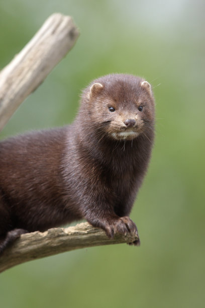 mustela