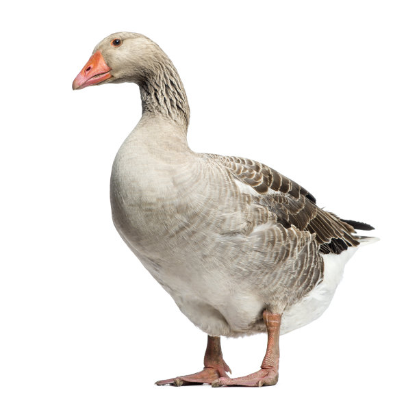 goose