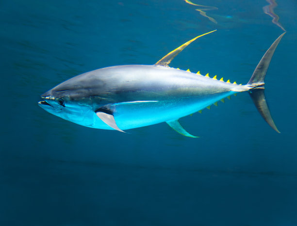tuna