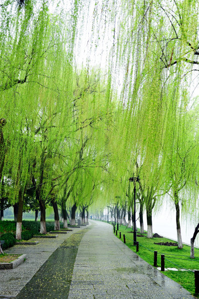 willow