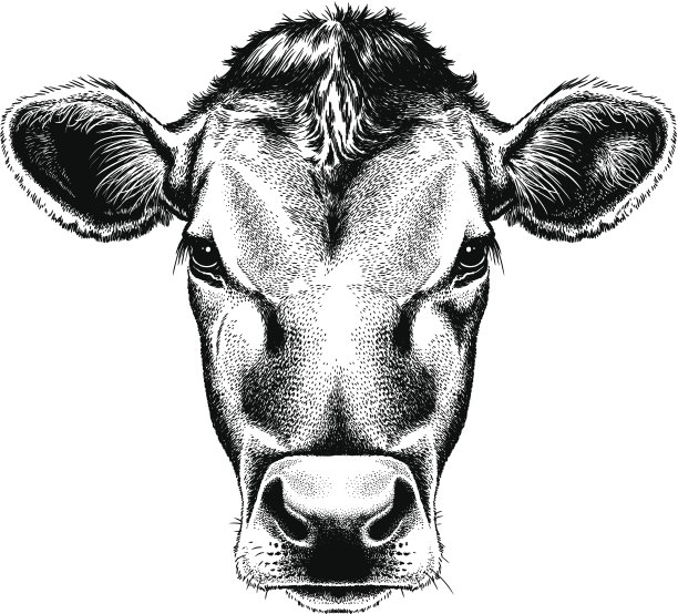 cattle