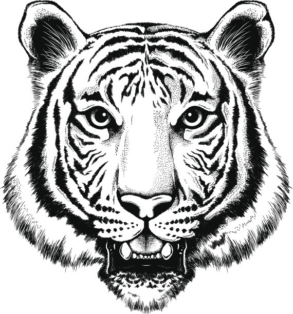 tiger