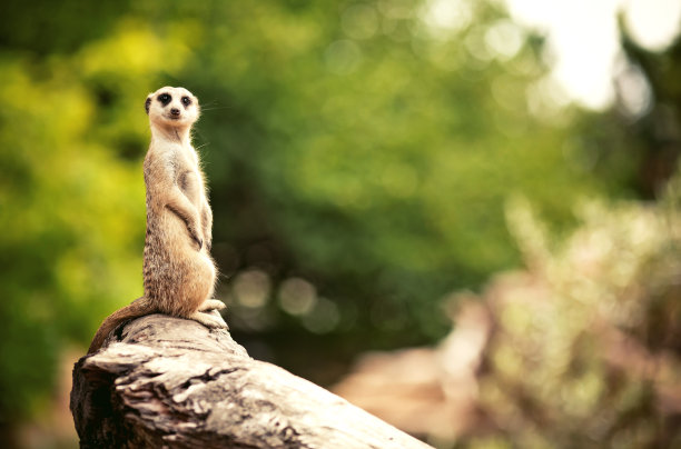 meerkat