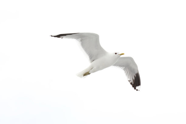 laridae