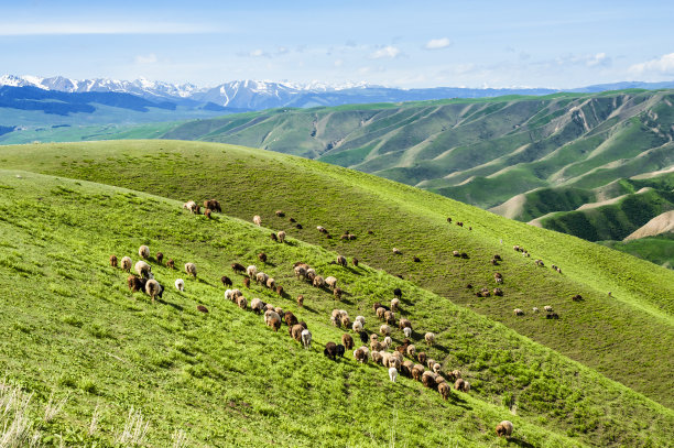 新疆羊
