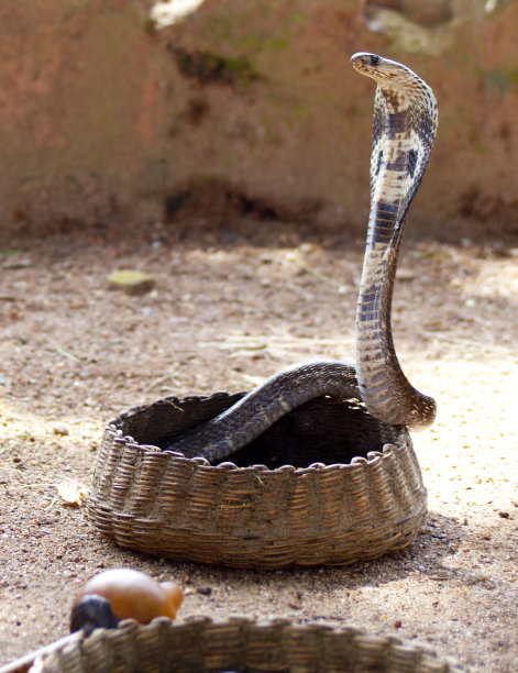 蛇突冠