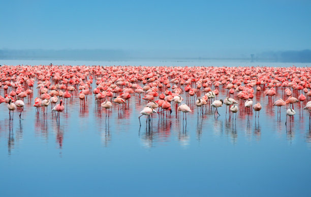flamingo