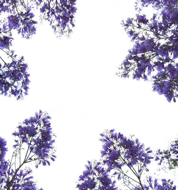 jacaranda