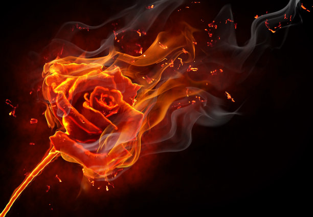 玫瑰图片 被燃烧的玫瑰