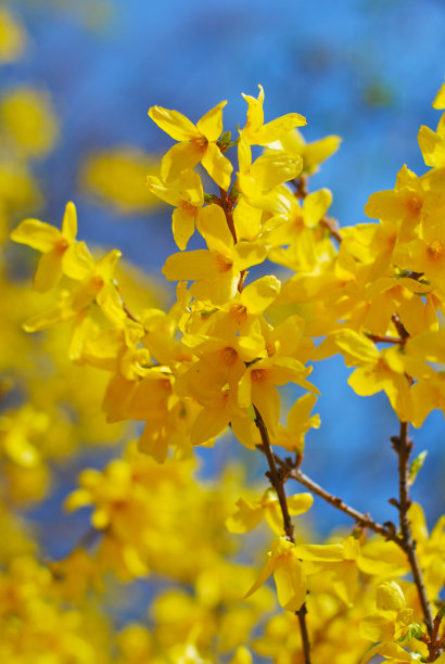 forsythia