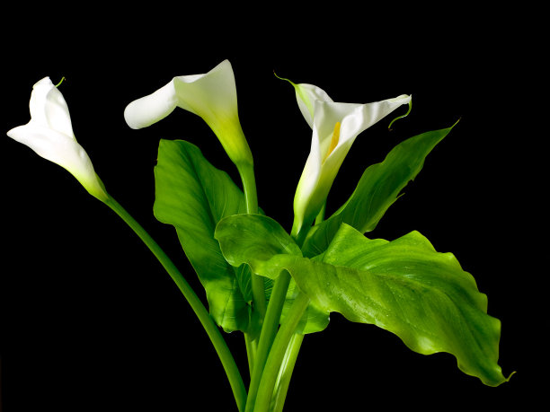 zantedeschia