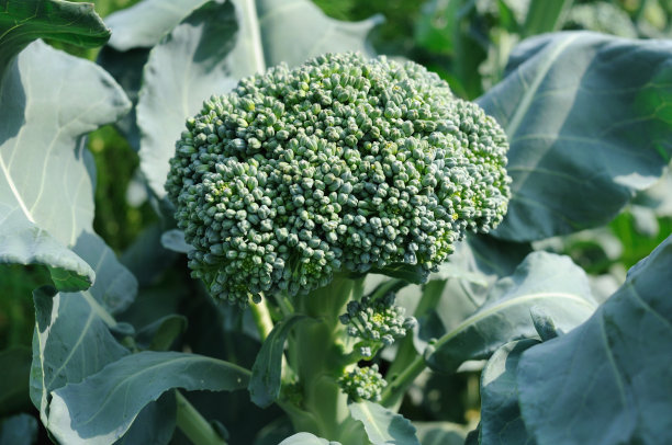 brocolli