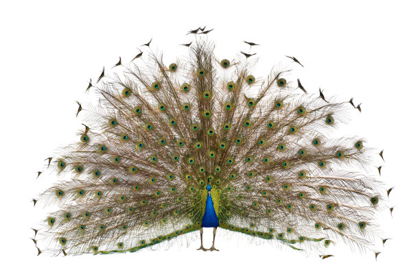 peacock