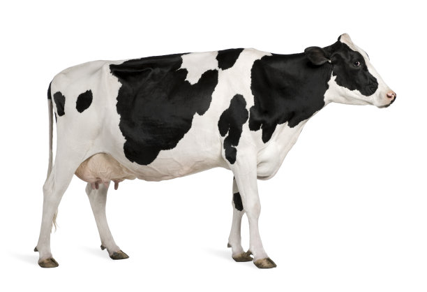 cow