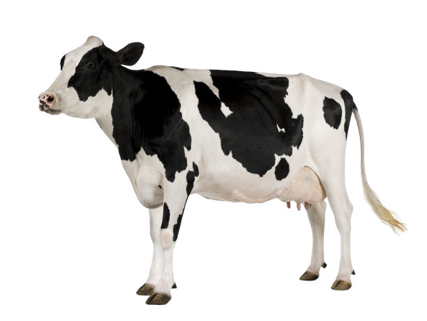 cow