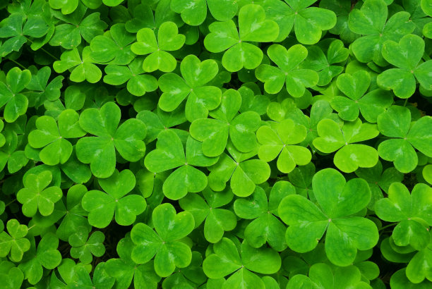 shamrock