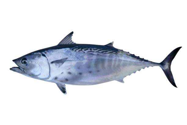 tuna