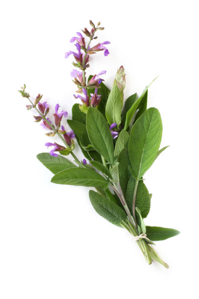 sage