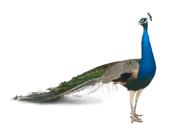 peacock