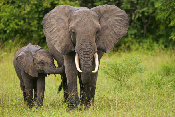 loxodonta