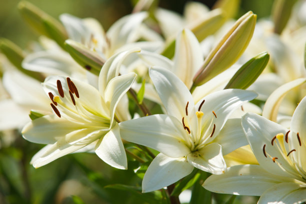 lily