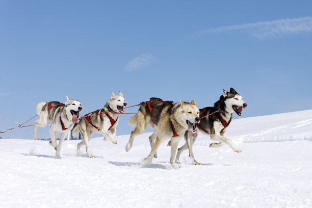 雪橇犬