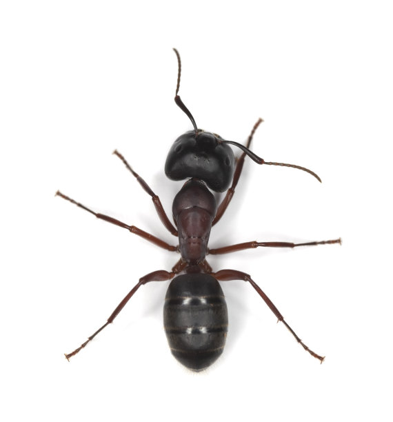 昆虫蚂蚁