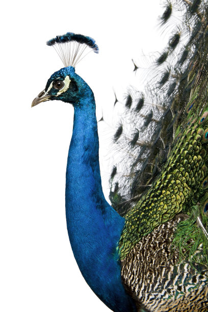 peacock