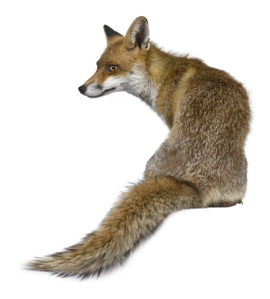 vulpes