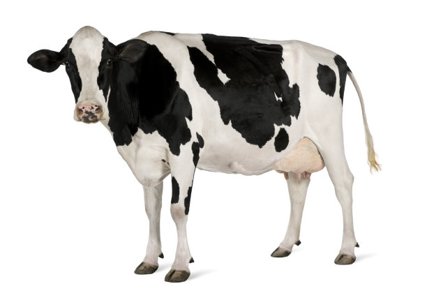cow