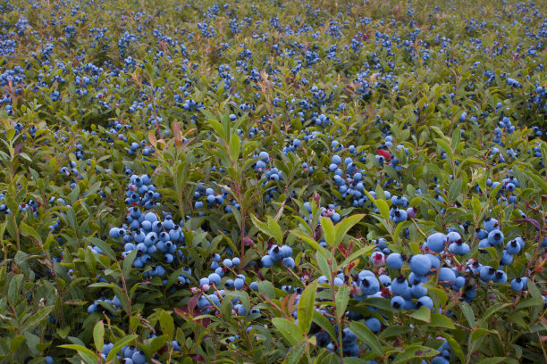 blueberries