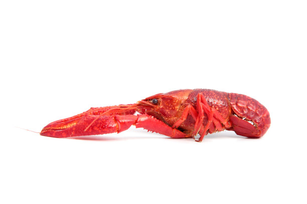 mudbugs