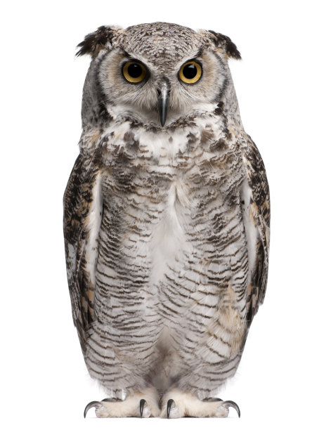 strix