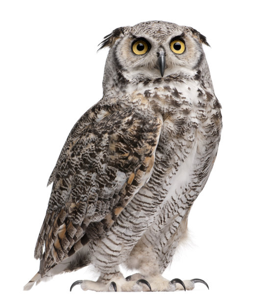bubo