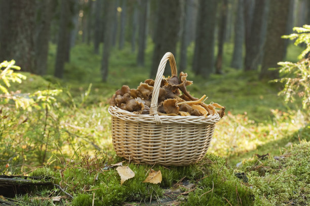 mushrooms