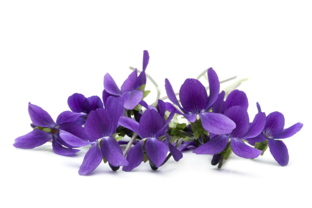 紫色的野花